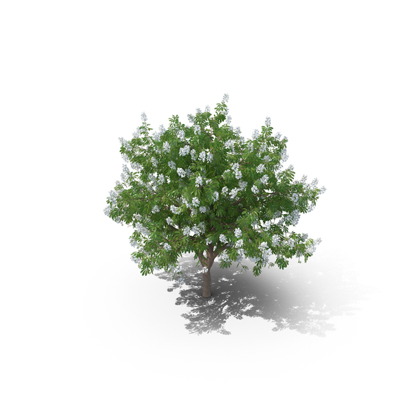Chestnut Tree PNG & PSD Images Chestnut Tree PNG & PSD Images