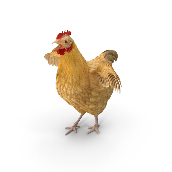 Chicken PNG & PSD Images Chicken PNG & PSD Images