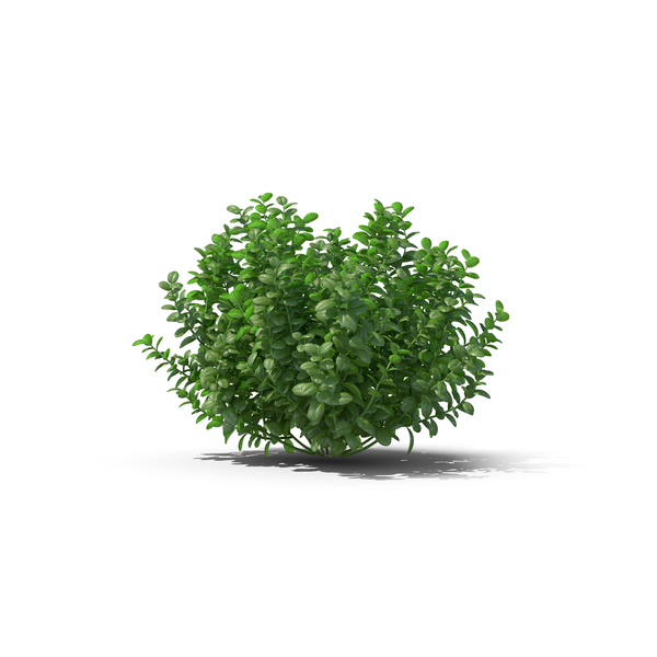 Tree: Chinese Banyan PNG & PSD Images Tree: Chinese Banyan PNG & PSD Images