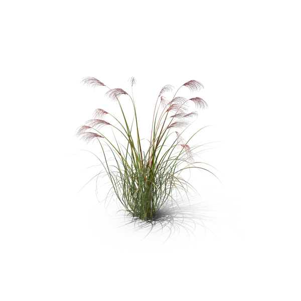Flowering Plants: Chinese Silver Grass PNG & PSD Images Flowering Plants: Chinese Silver Grass PNG & PSD Images