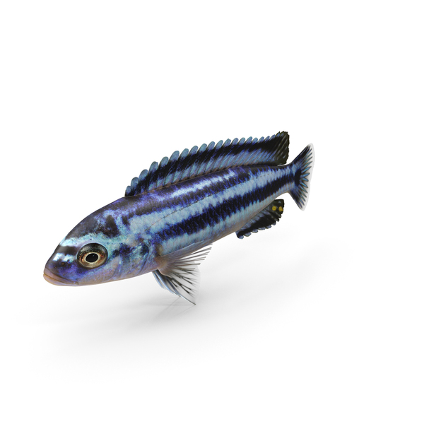 Fish: Chipokae Cichlid PNG & PSD Images