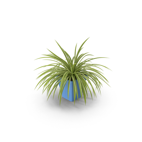 Flower Pot: Chlorophytum Plant PNG & PSD Images Flower Pot: Chlorophytum Plant PNG & PSD Images
