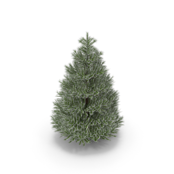 Christmas Tree PNG & PSD Images Christmas Tree PNG & PSD Images