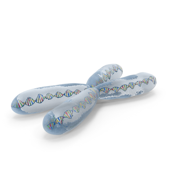 Chromosome PNG & PSD Images Chromosome PNG & PSD Images
