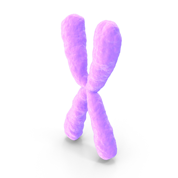 Chromosome X PNG & PSD Images Chromosome X PNG & PSD Images