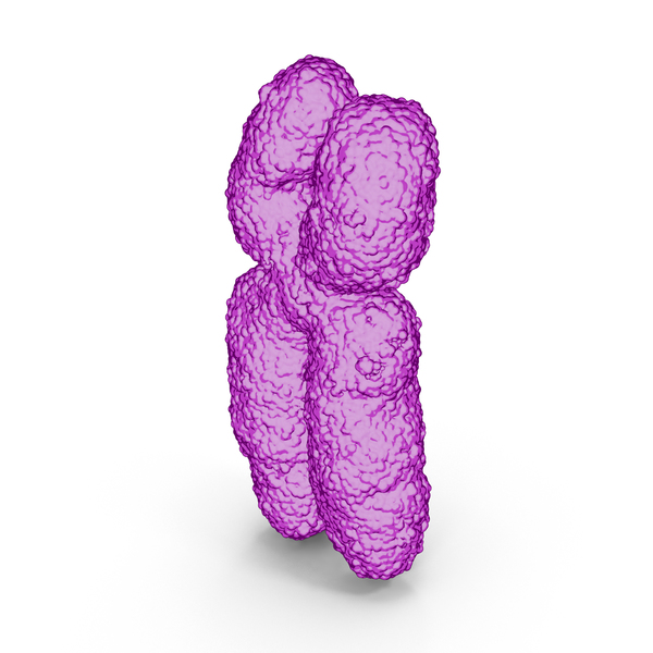 Chromosome X PNG & PSD Images Chromosome X PNG & PSD Images