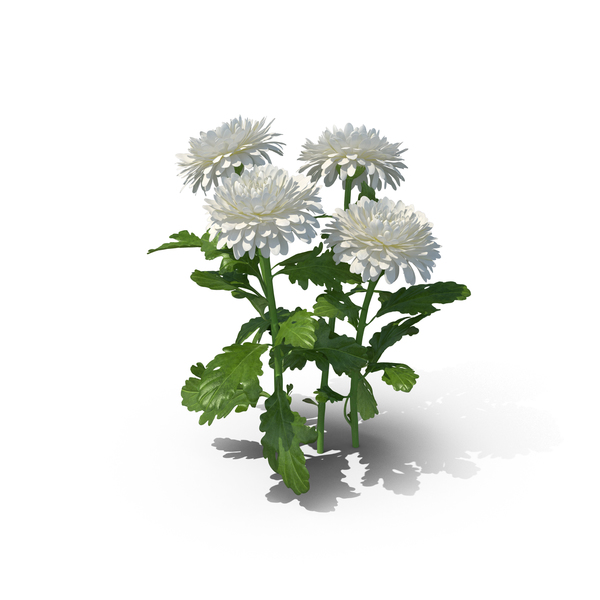 Chrysanthemum PNG & PSD Images Chrysanthemum PNG & PSD Images