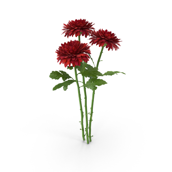 Chrysanthemum Bouquet PNG & PSD Images Chrysanthemum Bouquet PNG & PSD Images
