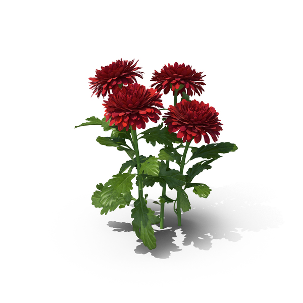 Chrysanthemum PNG & PSD Images Chrysanthemum PNG & PSD Images