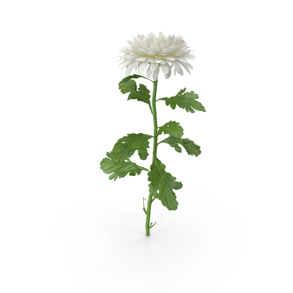 Chrysanthemum PNG & PSD Images Chrysanthemum PNG & PSD Images