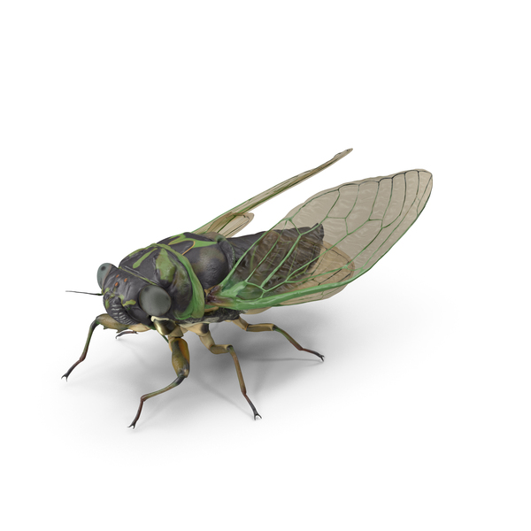 Cicada Pose Calm PNG & PSD Images Cicada Pose Calm PNG & PSD Images