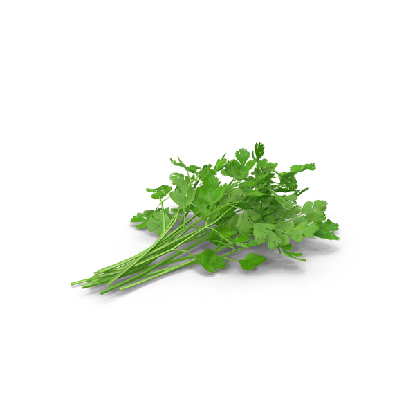 Cilantro Bunch PNG & PSD Images Cilantro Bunch PNG & PSD Images