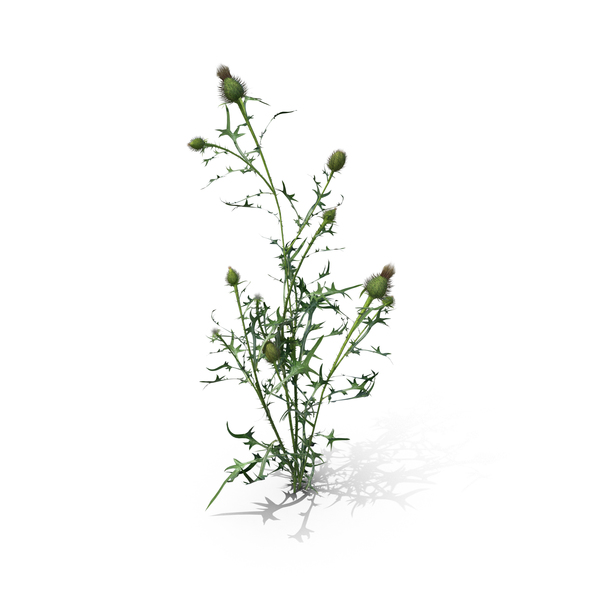 Plants: Cirsium Vulgare PNG & PSD Images Plants: Cirsium Vulgare PNG & PSD Images