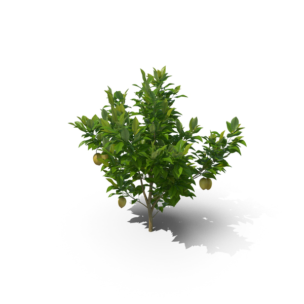 Tree: Citrus Lemon PNG & PSD Images Tree: Citrus Lemon PNG & PSD Images