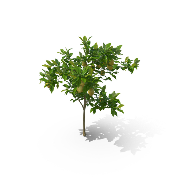 Tree: Citrus Lemon PNG & PSD Images Tree: Citrus Lemon PNG & PSD Images