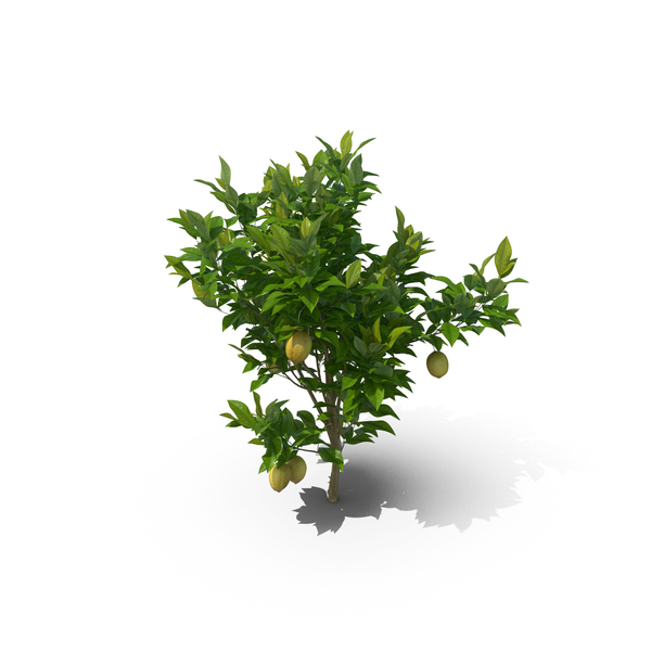 Tree: Citrus Lemon PNG & PSD Images Tree: Citrus Lemon PNG & PSD Images