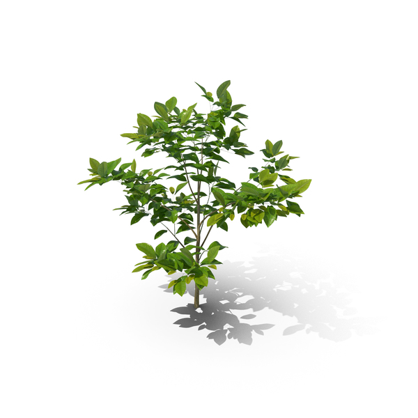 Tree: Citrus Lemon PNG & PSD Images Tree: Citrus Lemon PNG & PSD Images