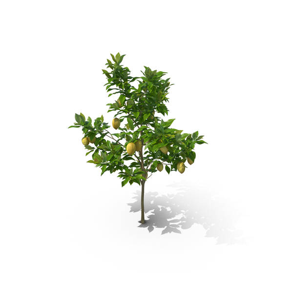 Tree: Citrus Lemon PNG & PSD Images Tree: Citrus Lemon PNG & PSD Images