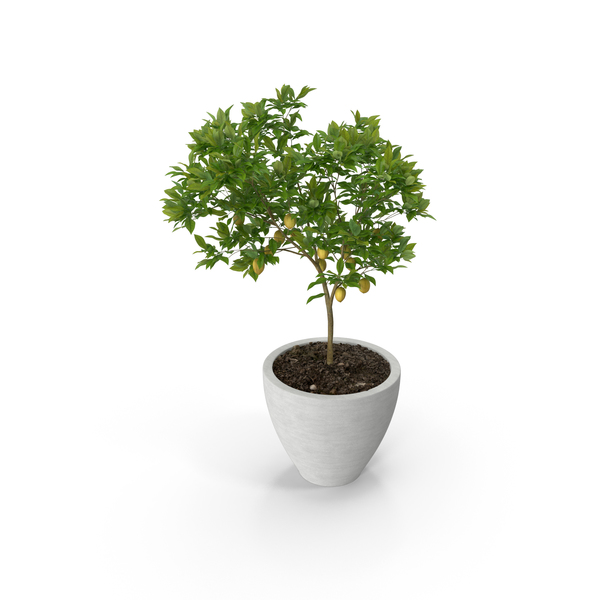 Tree: Citrus Lemon With Planter PNG & PSD Images Tree: Citrus Lemon With Planter PNG & PSD Images