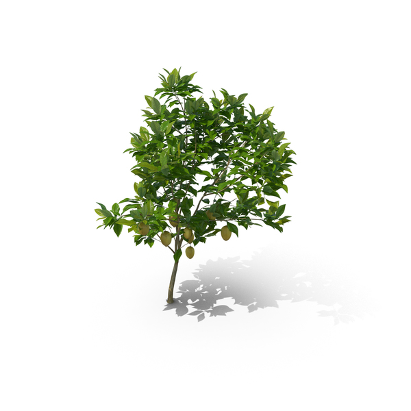 Lemon Tree: Citrus Limon PNG & PSD Images Lemon Tree: Citrus Limon PNG & PSD Images
