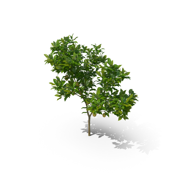 Lemon Tree: Citrus Limon PNG & PSD Images Lemon Tree: Citrus Limon PNG & PSD Images