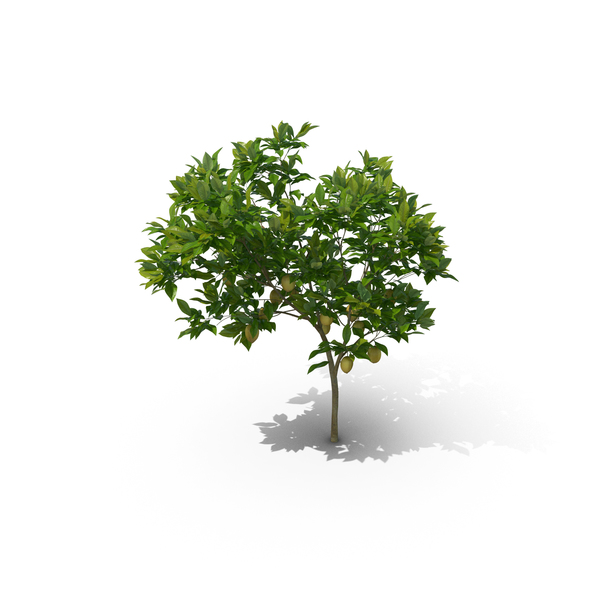 Lemon Tree: Citrus Limon PNG & PSD Images Lemon Tree: Citrus Limon PNG & PSD Images