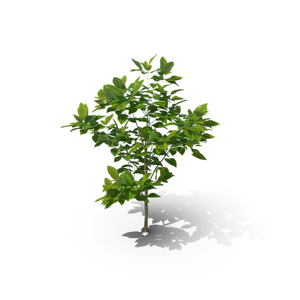Lemon Tree: Citrus Limon PNG & PSD Images Lemon Tree: Citrus Limon PNG & PSD Images
