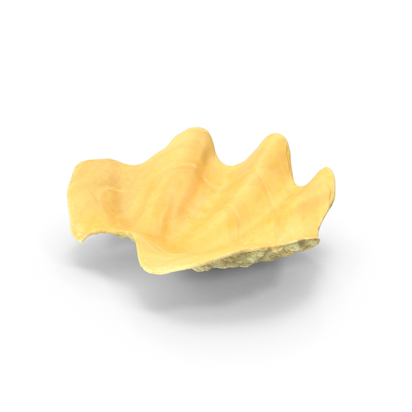 Clamshell: Clam Shell PNG & PSD Images Clamshell: Clam Shell PNG & PSD Images