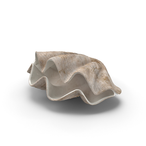 Clamshell: Clam Shells PNG & PSD Images Clamshell: Clam Shells PNG & PSD Images