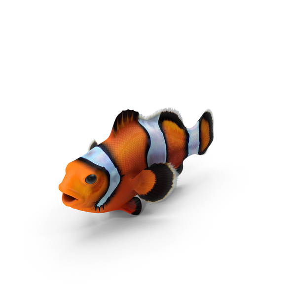 Clownfish PNG & PSD Images