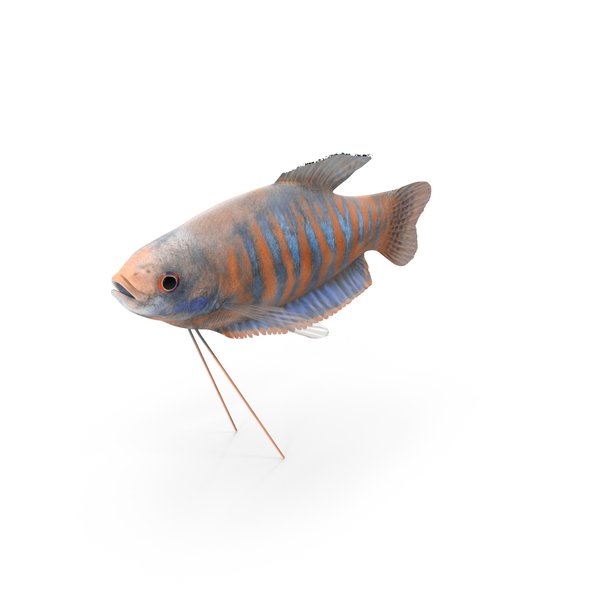 Pearl: Cobalt Blue Dwarf Gourami Fish PNG & PSD Images Pearl: Cobalt Blue Dwarf Gourami Fish PNG & PSD Images