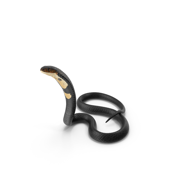 Cobra Dark Skin Alert Pose PNG & PSD Images Cobra Dark Skin Alert Pose PNG & PSD Images