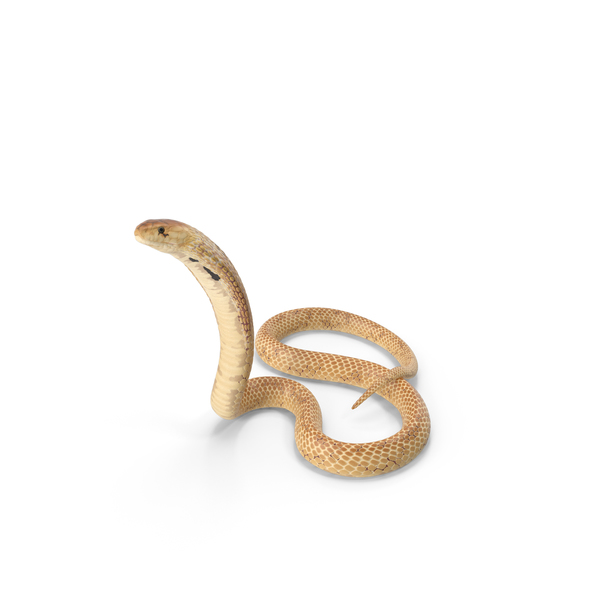 Cobra Light Skin Alert Pose PNG & PSD Images Cobra Light Skin Alert Pose PNG & PSD Images