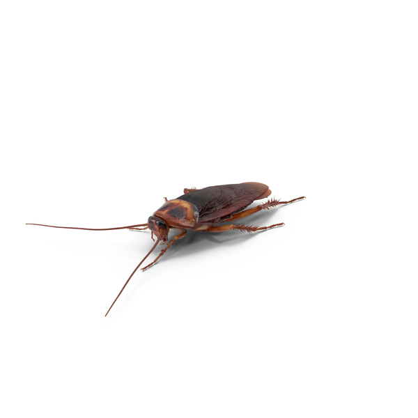 Cockroach PNG & PSD Images Cockroach PNG & PSD Images
