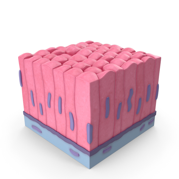 Skin Cell: Columnar Epithelium PNG & PSD Images Skin Cell: Columnar Epithelium PNG & PSD Images