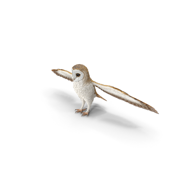 Common Barn Owl PNG & PSD Images Common Barn Owl PNG & PSD Images