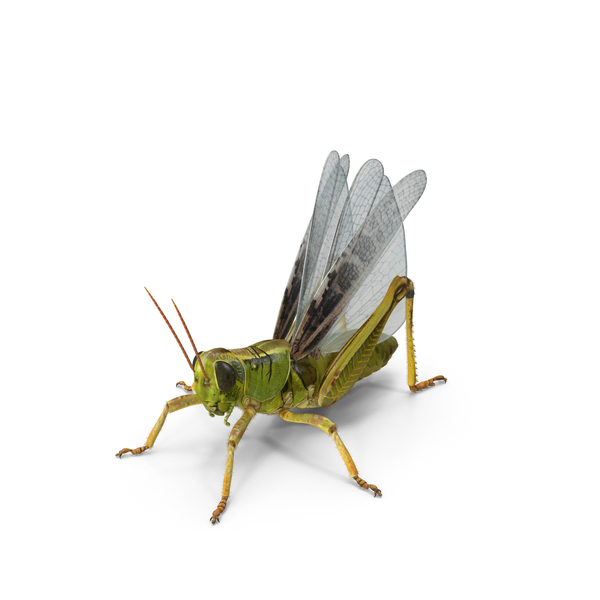 Common Field Grasshopper with Fur PNG & PSD Images Common Field Grasshopper with Fur PNG & PSD Images