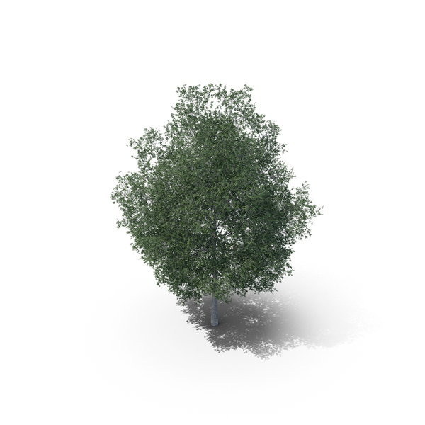 Common Hornbeam Tree PNG & PSD Images Common Hornbeam Tree PNG & PSD Images