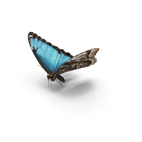 Blue: Common Morpho Butterfly with Fur PNG & PSD Images