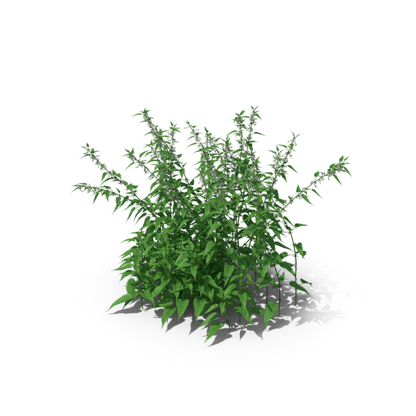Bush: Common Nettle Grass PNG & PSD Images