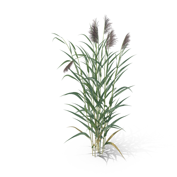 Summer: Common Reed Grass Clump PNG & PSD Images Summer: Common Reed Grass Clump PNG & PSD Images