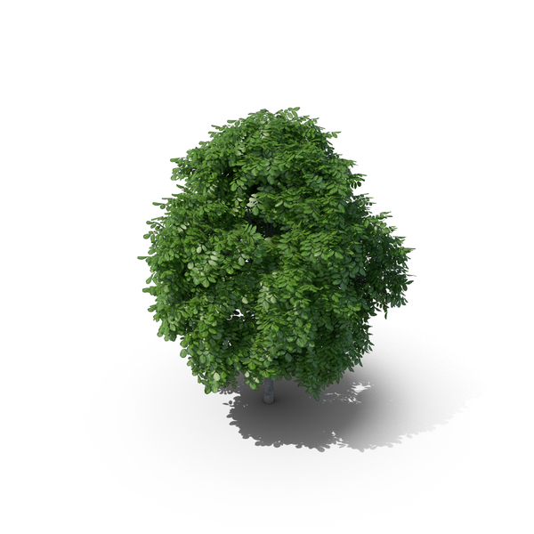 Deciduous: Common Whitebeam Tree 5.5m PNG & PSD Images Deciduous: Common Whitebeam Tree 5.5m PNG & PSD Images
