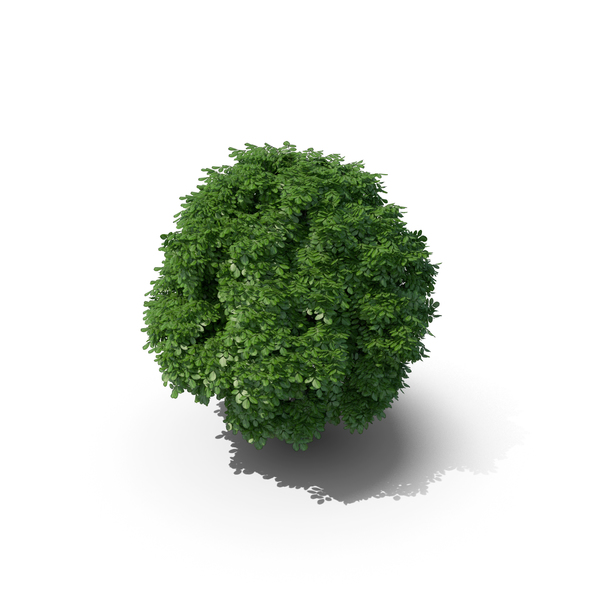 Deciduous: Common Whitebeam Tree 6.5m PNG & PSD Images