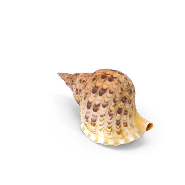 Shell: Conch PNG & PSD Images Shell: Conch PNG & PSD Images