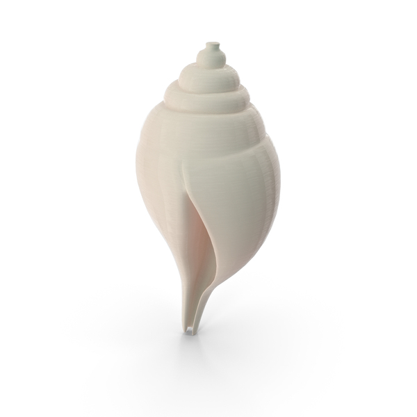Conch Shell PNG & PSD Images Conch Shell PNG & PSD Images