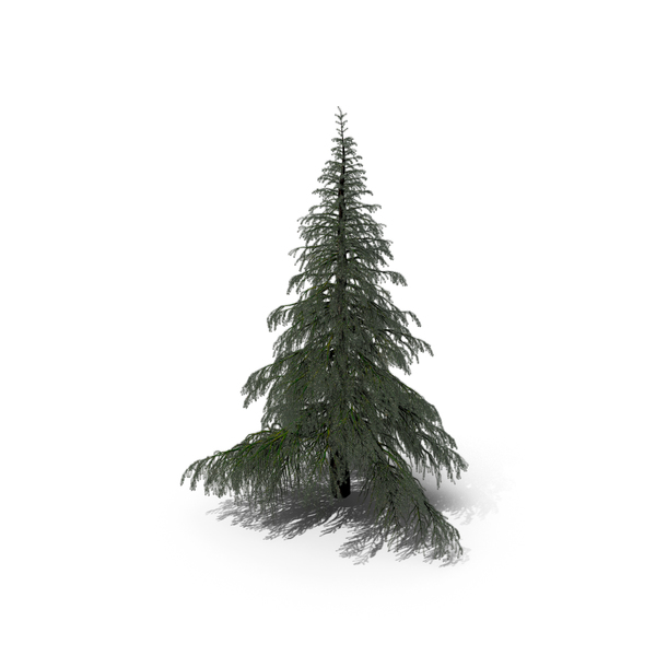 Pine: Conifer Cedrus Deodara Tree PNG & PSD Images