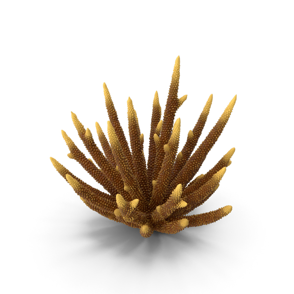 03 L Reef: Coral Orange PNG & PSD Images 03 L Reef: Coral Orange PNG & PSD Images