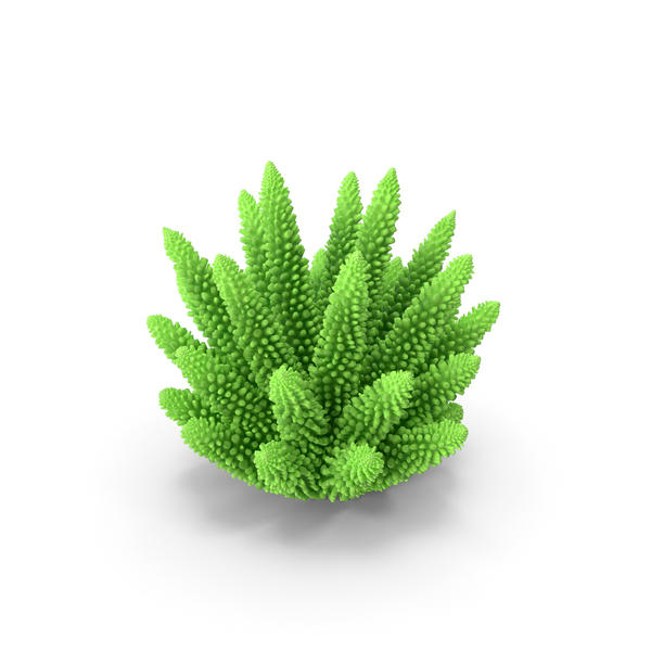 Reef: Coral 1 Green 2 PNG & PSD Images Reef: Coral 1 Green 2 PNG & PSD Images