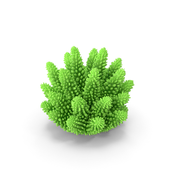 Reef: Coral 1 Green 2 PNG & PSD Images Reef: Coral 1 Green 2 PNG & PSD Images