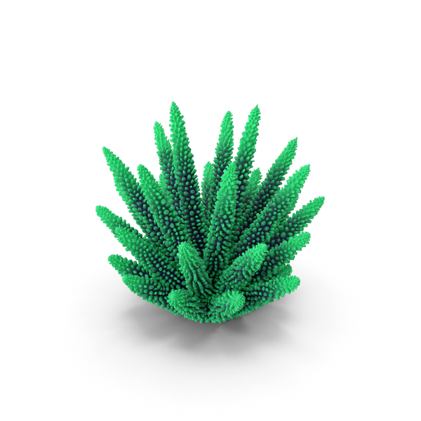Reef: Coral 1 Green 1 PNG & PSD Images Reef: Coral 1 Green 1 PNG & PSD Images